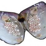 The Fabulous Freshwater Pearl